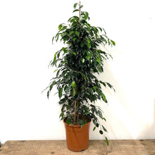 Load image into Gallery viewer, Ficus Benjamina, 27cm Pot
