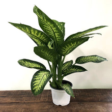 Load image into Gallery viewer, Dieffenbachia Tropic Snow, 24cm Pot
