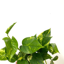 Load image into Gallery viewer, Epipremnum Aureum - Golden Pothos, 12cm Pot
