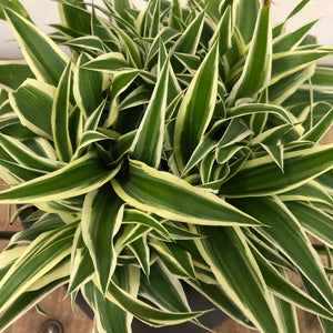 Chlorophytum ocean - Spider Plant, 10.5cm pot