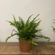 Load image into Gallery viewer, Nephrolepis - Boston Fern, 12cm Pot
