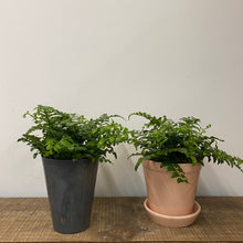 Load image into Gallery viewer, Asplenium Parvati - Mother Fern, 12cm Pot
