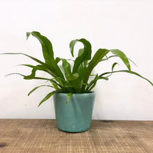 Load image into Gallery viewer, Asplenium Antiquum - Bird&#39;s Nest Fern, 12cm Pot
