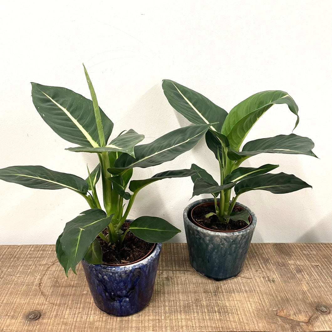 Dieffenbachia Green Magic, 12cm Pot