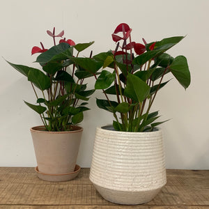 Anthurium - Flamingo Flower ‘Red’, 12cm Pot