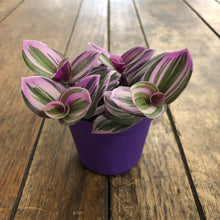 Load image into Gallery viewer, Tradescantia Nanouk, 7cm Pot
