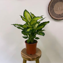 Load image into Gallery viewer, Dieffenbachia Mars, 17cm Pot
