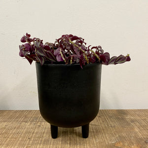 Tradescantia Zebrina ‘Purpusii’, 10cm Pot