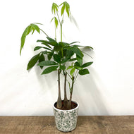 Pachira Aquatica, 12cm pot