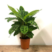 Load image into Gallery viewer, Calathea Zebrina, 14cm pot
