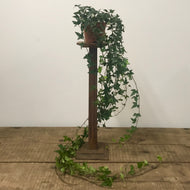 Hedera Helix - Ivy, 12cm Pot