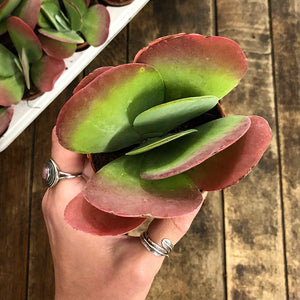 Kalanchoe Thyrsiflora - Puddle Plant, 11cm Pot