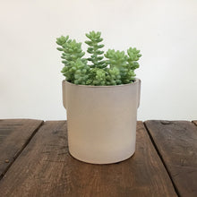 Load image into Gallery viewer, Sedum Morganianum - Burro’s Tail, 11cm Pot
