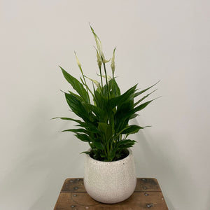 Spathiphyllum - Peace Lily, 12cm Pot