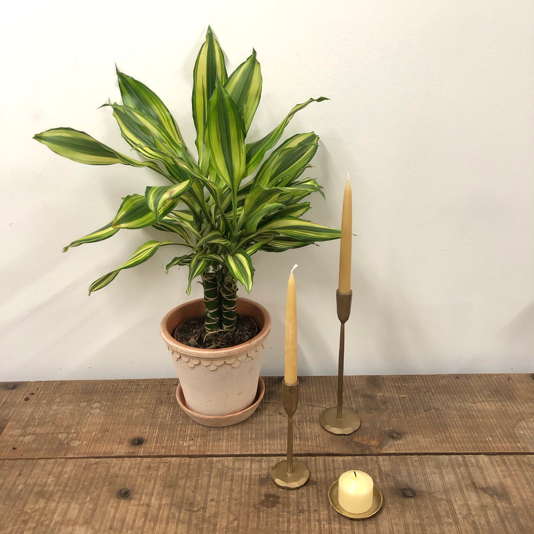 Dracaena Fragrans ‘Golden Coast’ - Corn Plant, 17cm Pot