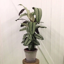 Load image into Gallery viewer, Calathea White Star, 19cm Pot
