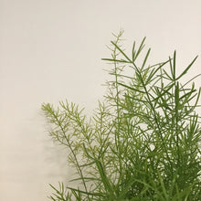 Load image into Gallery viewer, Asparagus Sprengeri - Asparagus Fern, 12cm Pot
