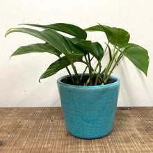 Load image into Gallery viewer, Epipremnum Aureum - Golden Pothos, 12cm Pot
