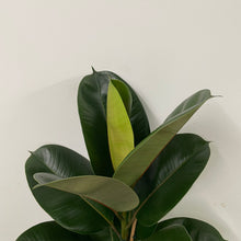 Load image into Gallery viewer, Ficus Robusta - Rubber Plant, 27cm Pot
