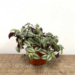 Tradescantia Zebrina ‘Violet Hill’, 12cm Pot