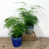 Asparagus Setaceus - Asparagus Fern, 12cm Pot