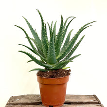 Load image into Gallery viewer, Aloe Arborescens, 12cm Pot
