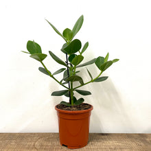 Load image into Gallery viewer, Clusia Rosea Princess - Autograph Tree, 17cm Pot
