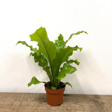 Load image into Gallery viewer, Asplenium Nidus - Bird&#39;s Nest Fern, 12cm Pot

