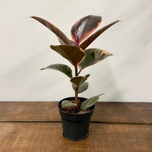 Load image into Gallery viewer, Ficus Belize - Variegated Rubber Plant, 12cm Pot
