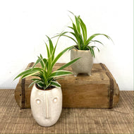 Chlorophytum Vittatum- Spider plant, 5.5cm Pot