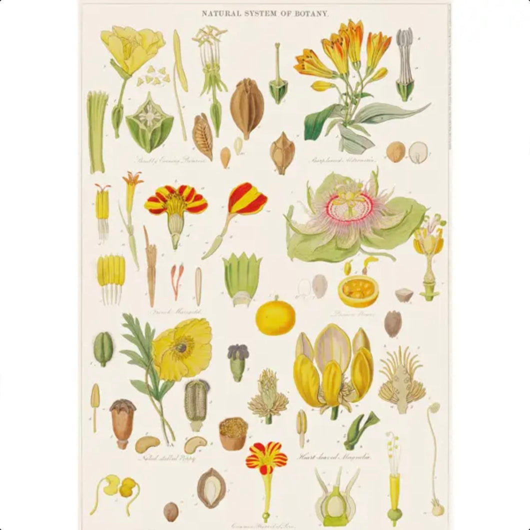 Botany poster-wrap