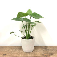 Monstera Deliciosa - Swiss Cheese Plant, 14cm Pot