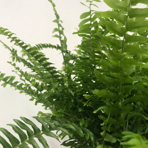 Nephrolepis Green Lady - Boston Fern, 12cm Pot