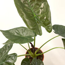 Load image into Gallery viewer, Alocasia Wentii - Elephant Ears, 19cm Pot
