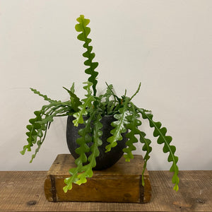 Epiphyllum Angulier - Fishbone Cactus, 14cm Pot