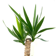 Load image into Gallery viewer, Yucca, 21cm Pot
