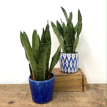 Load image into Gallery viewer, Sansevieria Zeylanica - Snake Plant, 12cm Pot
