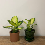 Dieffenbachia camilla, 12cm Pot