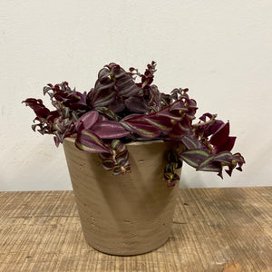 Tradescantia Zebrina ‘Purpusii’, 10cm Pot