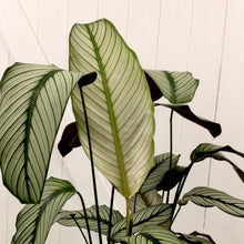 Load image into Gallery viewer, Calathea White Star, 19cm Pot
