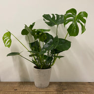 Monstera Deliciosa - Swiss Cheese Plant, 21cm Pot