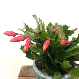 Schlumbergera - Christmas Cactus, 9cm Pot