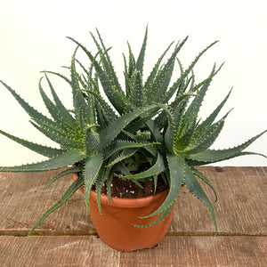 Aloe Arborescens, 32cm Pot