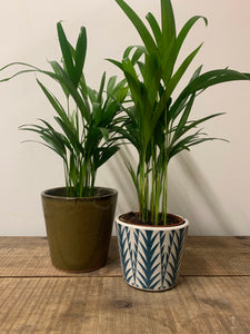 Dypsis Lutescens - Areca Palm, 12cm Pot