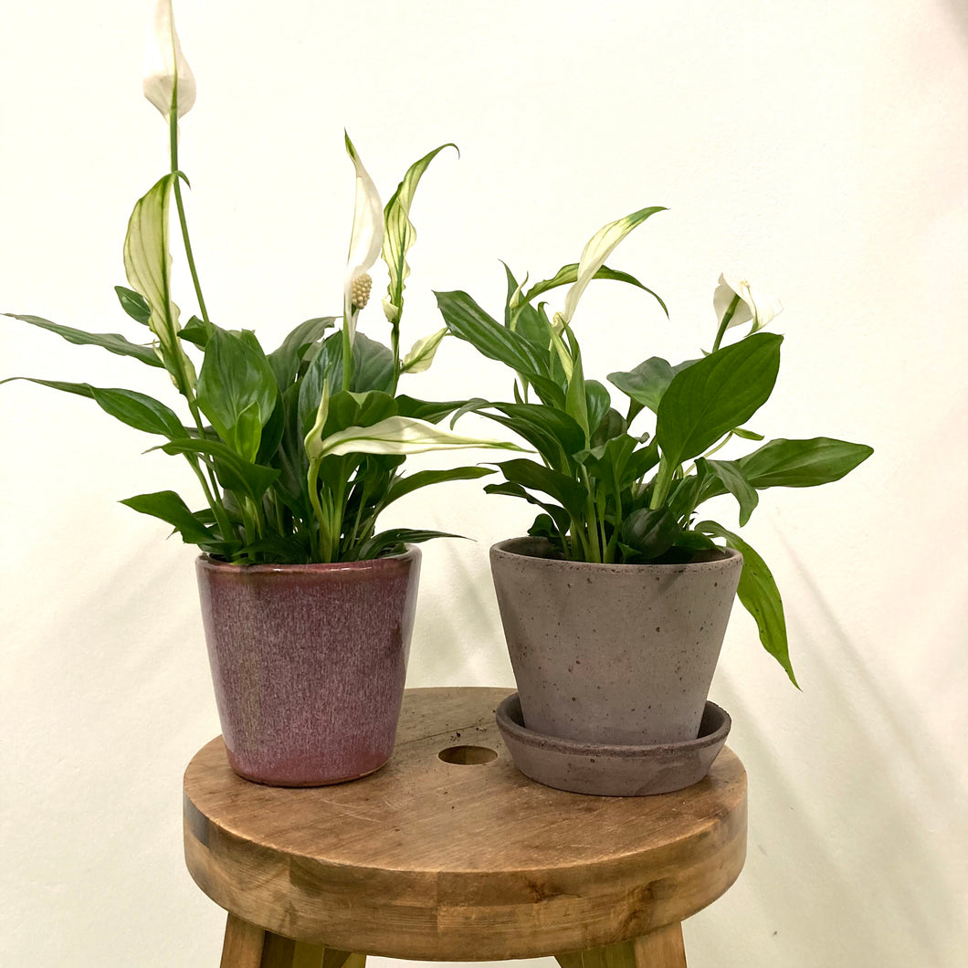 Spathiphyllum - Peace Lily, 7cm Pot