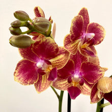 Load image into Gallery viewer, Phalaenopsis - Orchid Mixed Colors, 9cm Pot
