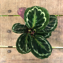 Load image into Gallery viewer, Calathea Medallion, 12cm Pot
