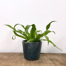 Load image into Gallery viewer, Asplenium Antiquum - Bird&#39;s Nest Fern, 12cm Pot
