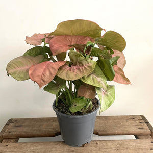 Syngonium Pink - Arrowhead plant, 14cm Pot