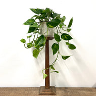Epipremnum Aureum - Golden Pothos, 15cm Hanging Pot